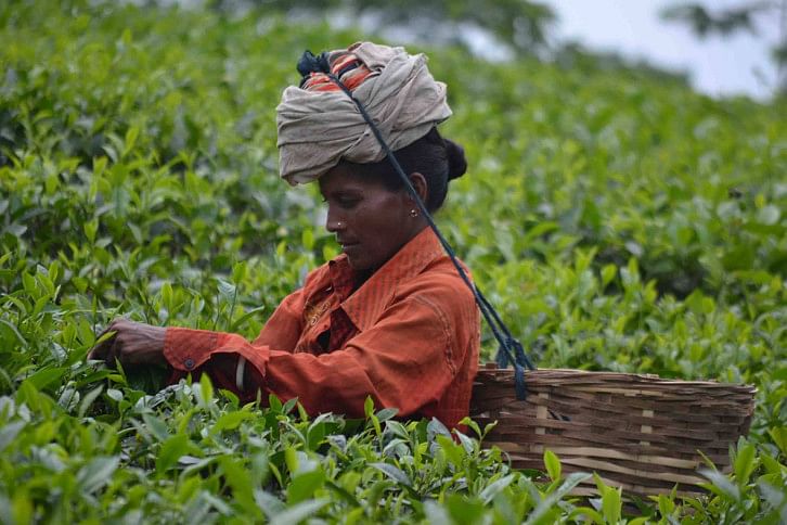 Tea labourer Tea labourer