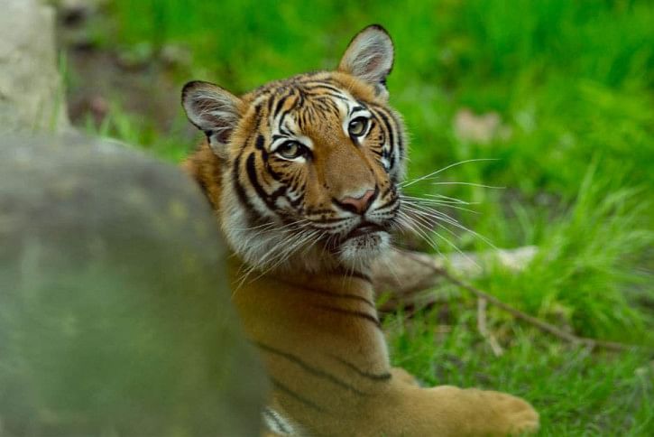 Tiger-1.jpg Tiger-1.jpg