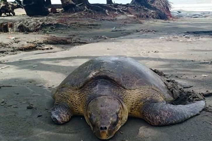 Tortoise_Kuakata.jpg Tortoise_Kuakata.jpg