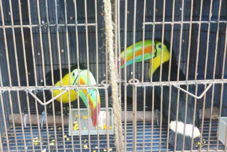 Toucans-1.jpg Toucans-1.jpg