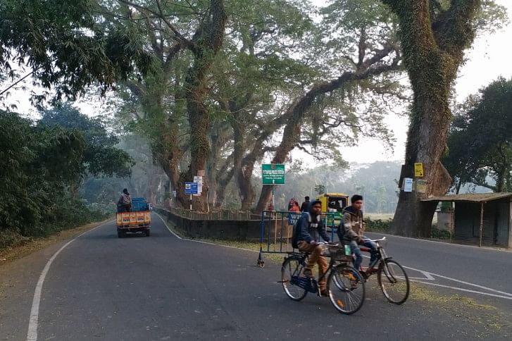 Trees on Jessore Road Trees on Jessore Road