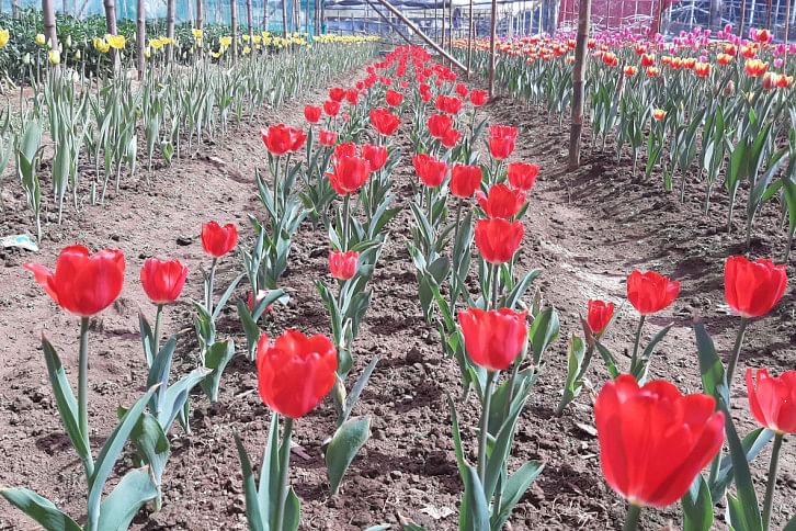 Tulip-1.jpg Tulip-1.jpg