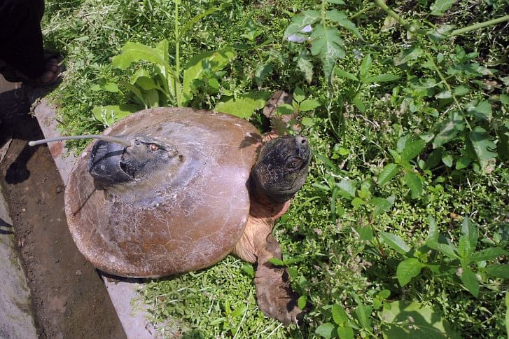 Turtle Turtle