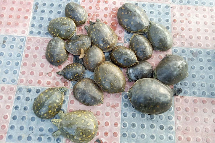 Turtles.jpg Turtles.jpg