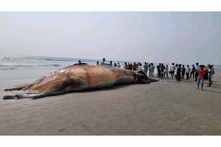 Whale.jpg Whale.jpg