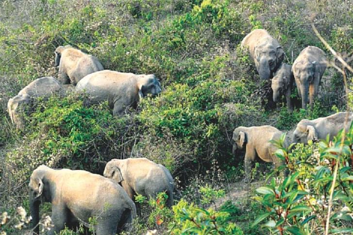 wild-elephant_0.jpg wild-elephant_0.jpg
