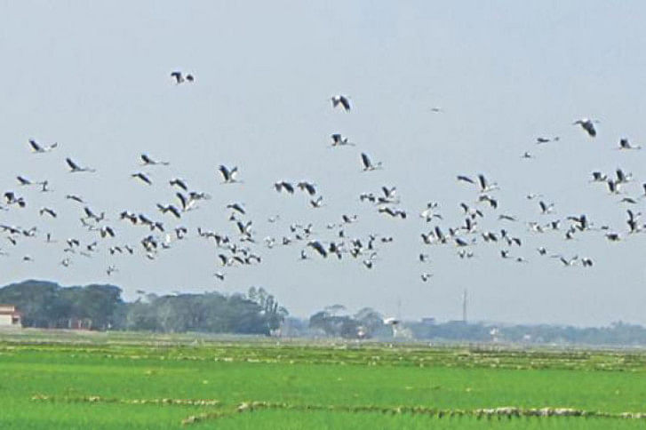 winter birds hakaluki haor winter birds hakaluki haor