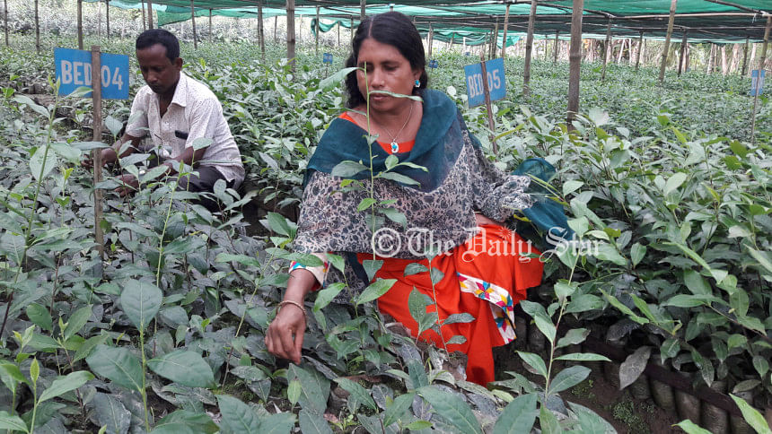 লালমনিরহাট চা চাষি লালমনিরহাট চা চাষি