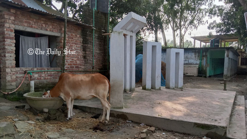 ৪ বছর ধরে স্কুলের শহিদ মিনারে গরু পালন করছেন তিনি ৪ বছর ধরে স্কুলের শহিদ মিনারে গরু পালন করছেন তিনি