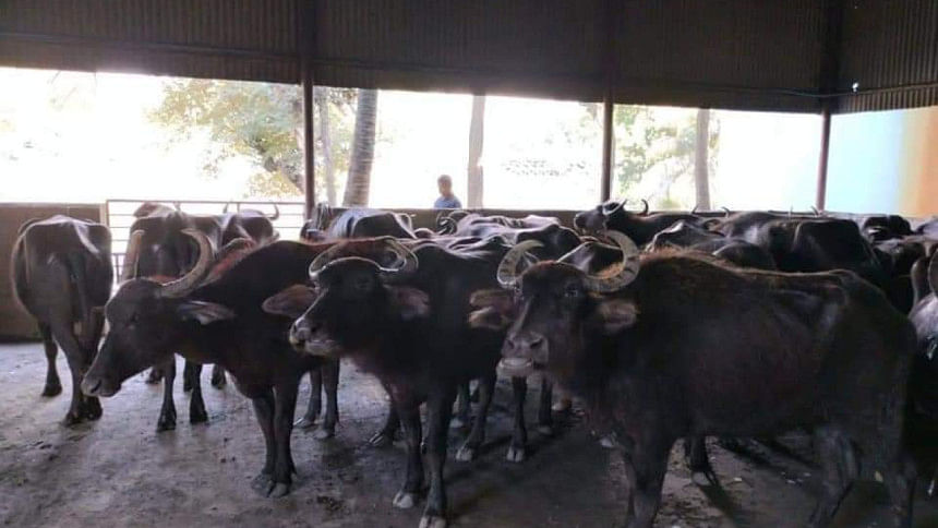 মহিষ মহিষ