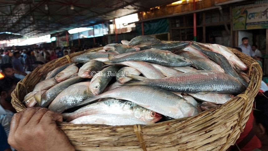 ইলিশ মাছ ইলিশ মাছ