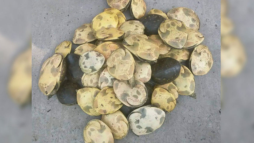 কচ্ছপ কচ্ছপ