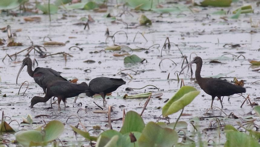 হাকালুকি হাওরে চলছে পরিযায়ী পাখি হত্যা, দেখার কেউ নেই পরিযায়ী পাখি হত্যা
