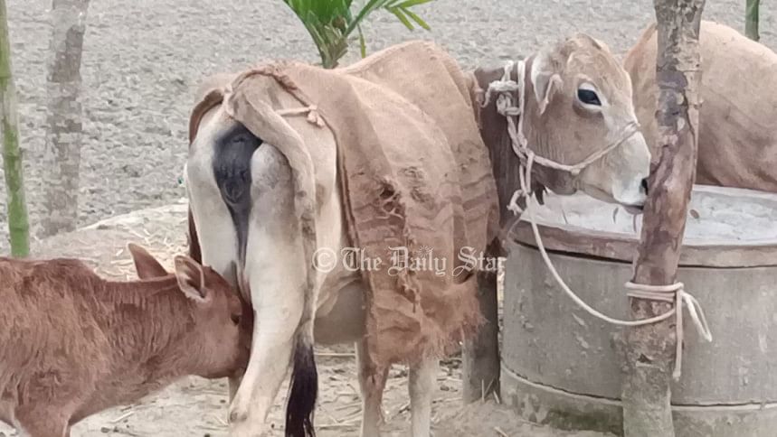 গবাদি পশু গবাদি পশু