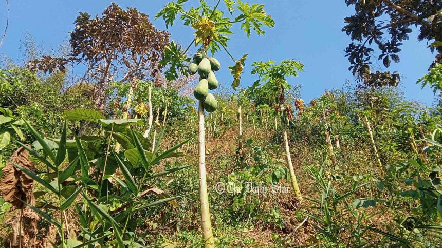 দিনমজুর থেকে উদ্যোক্তা পাহাড়ের থোয়াই মারমা পাহাড়ে তরুণ উদ্যোক্তা