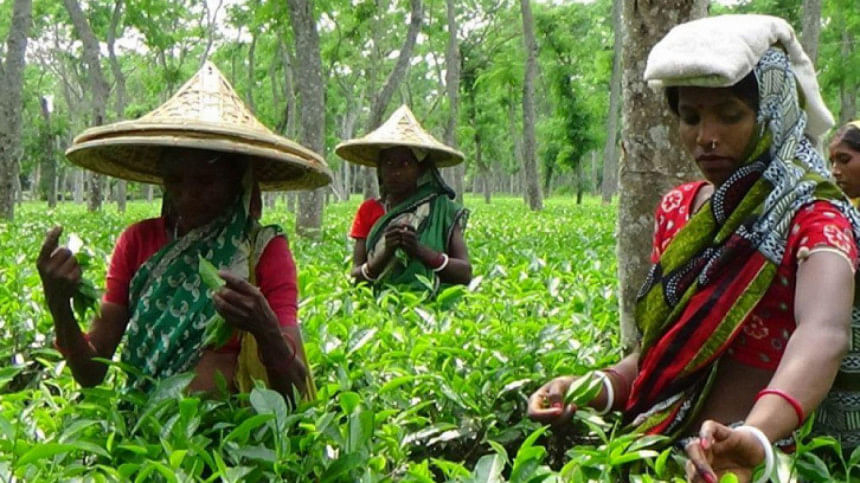 চা বাগানের অস্থায়ী শ্রমিকরা মজুরি বৈষম্যের শিকার চা বাগানের অস্থায়ী শ্রমিকরা মজুরি বৈষম্যের শিকার