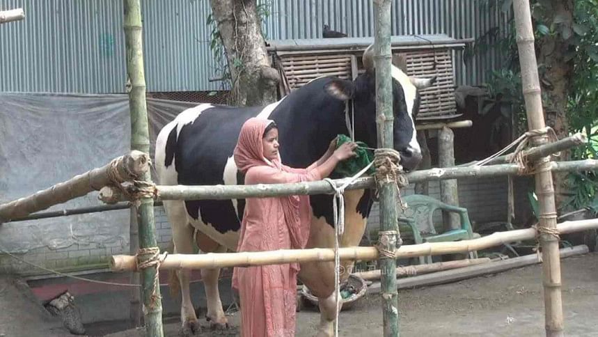পুরস্কার এনে দেওয়া ‘মানিক’ এখন হামিদার বোঝা কোরবানির গরু