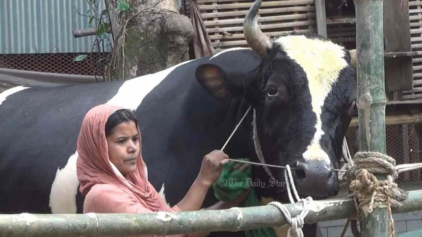 পুরস্কার এনে দেওয়া ‘মানিক’ এখন হামিদার বোঝা কোরবানির গরু
