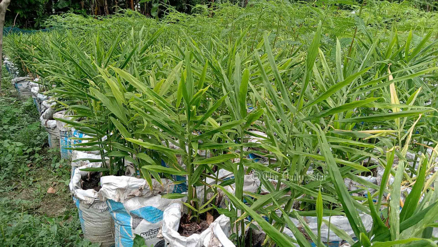 আদা : প্লাস্টিকের ব্যাগে বাণিজ্যিকভাবে আদা চাষ আদা চাষ