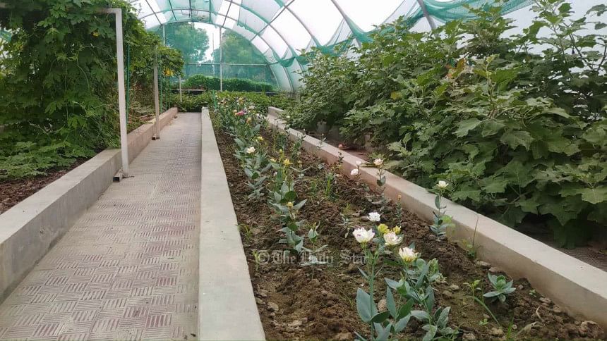 নন্দিনী ফুল : রকি পর্বতের ‘লিসিয়েন্থাস’ যখন আদরের ‘নন্দিনী’ নন্দিনী ফুল
