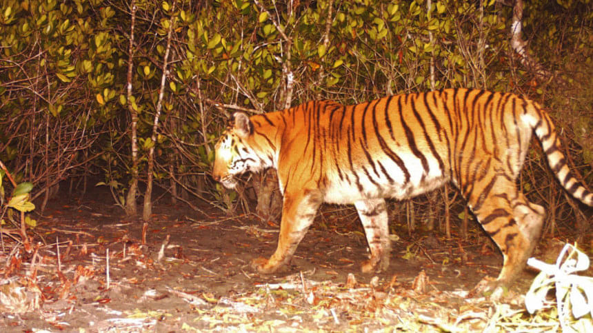 সুন্দরবনের বাঘ সুন্দরবনের বাঘ