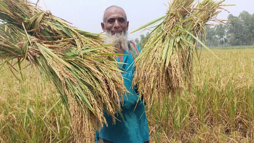 দেশে ধান উৎপাদনে নতুন রেকর্ড ধান উৎপাদন