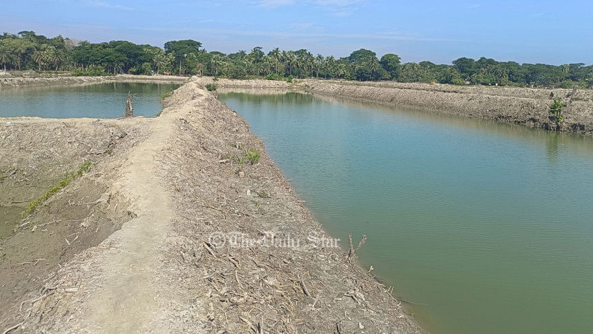 ‘রেঞ্জ কর্মকর্তার যোগসাজশে’ সংরক্ষিত বনের হাজারো গাছ উজাড়, মাটি লুট পটুয়াখালীর সংরক্ষিত বন