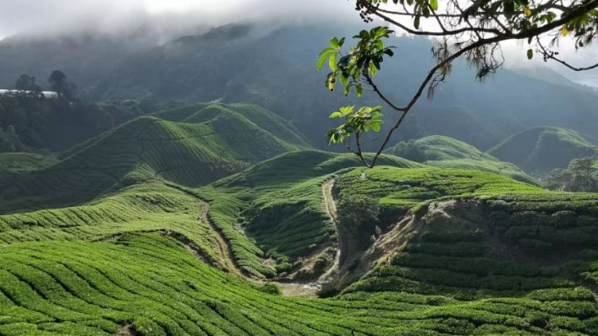 ক্যামেরন হাইল্যান্ডস