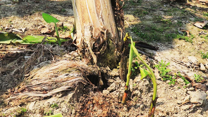 ‘পানামা’ রোগে মরছে শত শত বিঘার কলা গাছ, উৎপাদনে ধস পাবনায় কলাচাষ ব্যাহত