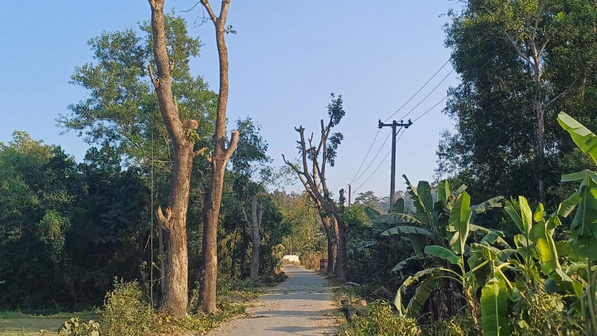 রেইচা হতে গোয়ালিয়াখোলা রাস্তার ধারে ৫শতাধিক গাছ কাটা হয়েছে। ছবি: মংসিংহাই মারমা/স্টার