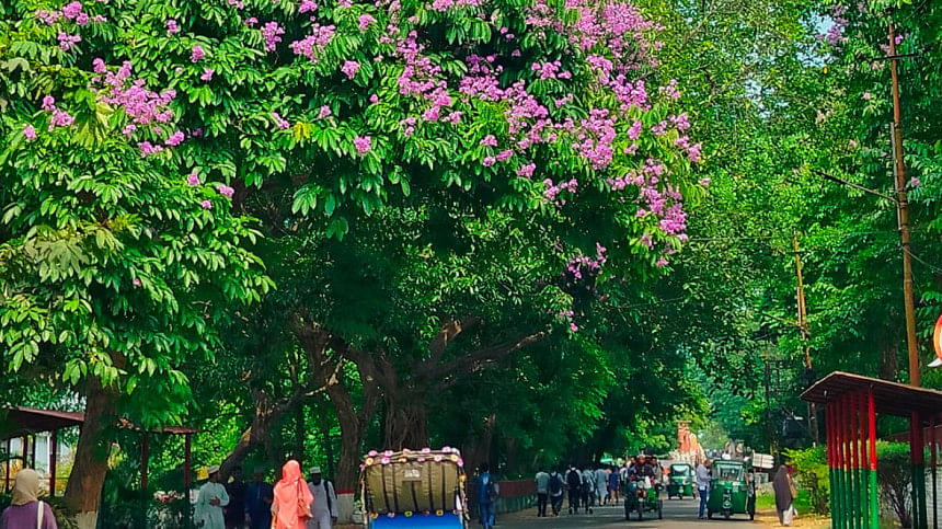 জারুল জারুল