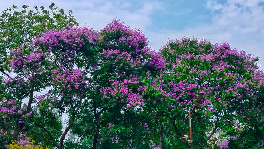 জারুল জারুল