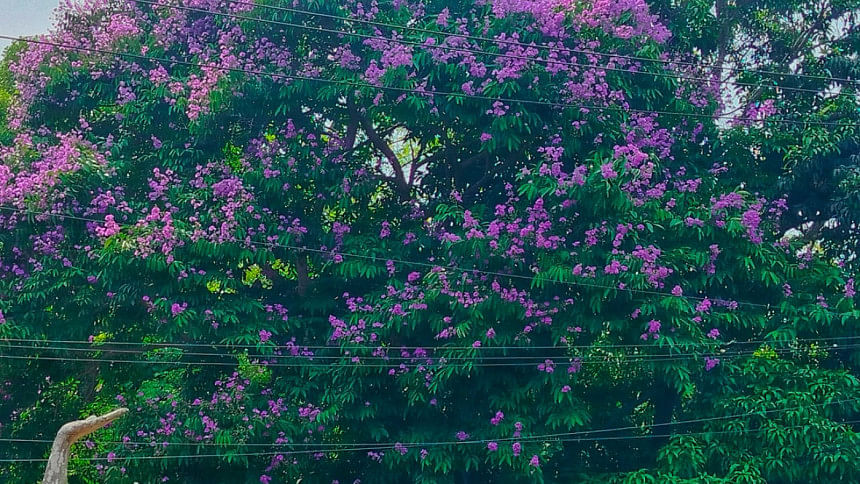 জারুল জারুল