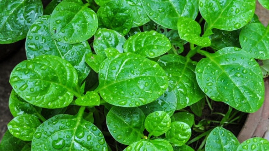 পুঁইশাকের উপকারিতা পুঁইশাকের উপকারিতা