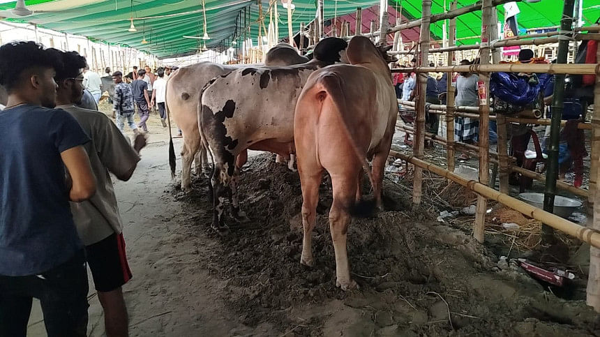 এবার গরুর হাটে বড় গরুর চাহিদা কম। ছবি: শাহীন মোল্লা/স্টার