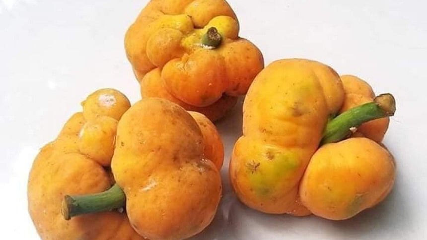 ডেউয়া ফল ডেউয়া ফল