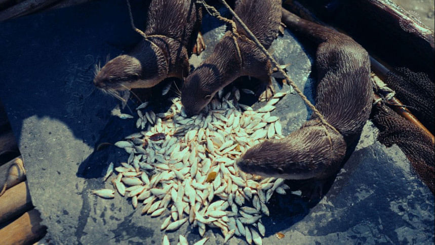 ভোঁদড় দিয়ে মাছ ধরা ভোঁদড় দিয়ে মাছ ধরা
