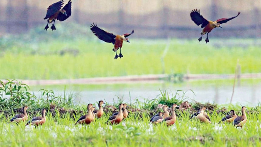 সিন্দুরিয়া সিন্দুরিয়া