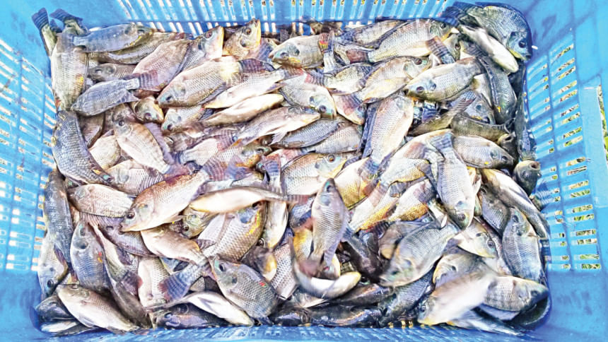 মাছের বাজারে তেলাপিয়া ও পাঙ্গাস
