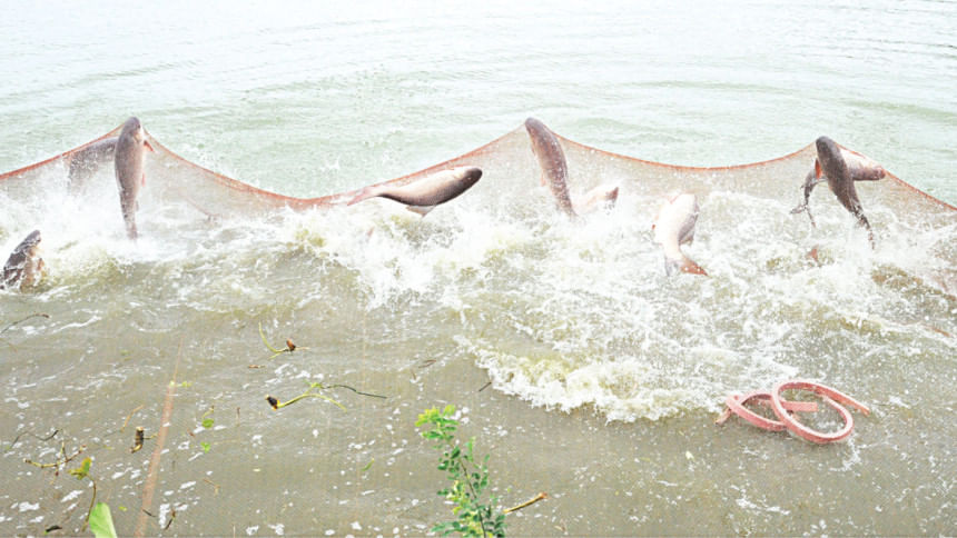 বাংলাদেশে খামারভিত্তিক মাছ চাষ