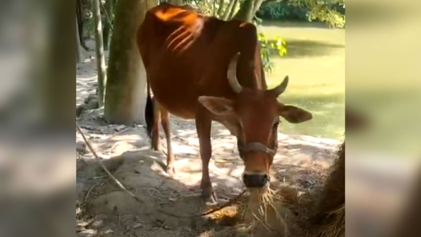 ত্রিশালের সেই গাভিটি আশঙ্কামুক্ত, পুলিশের জিডি