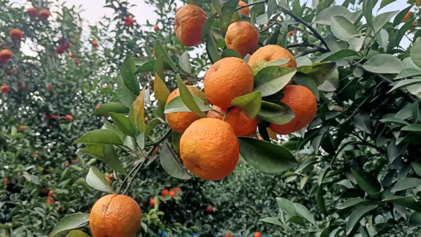 রংপুর অঞ্চলে মালটা-কমলার বাণিজ্যিক চাষ বেড়েছে