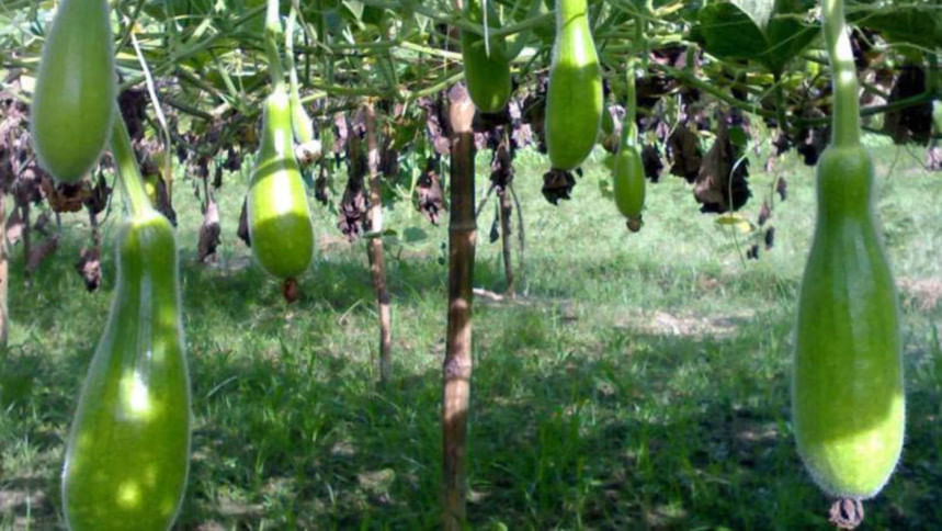 Pompa foto bilan jinsiy oyinlar