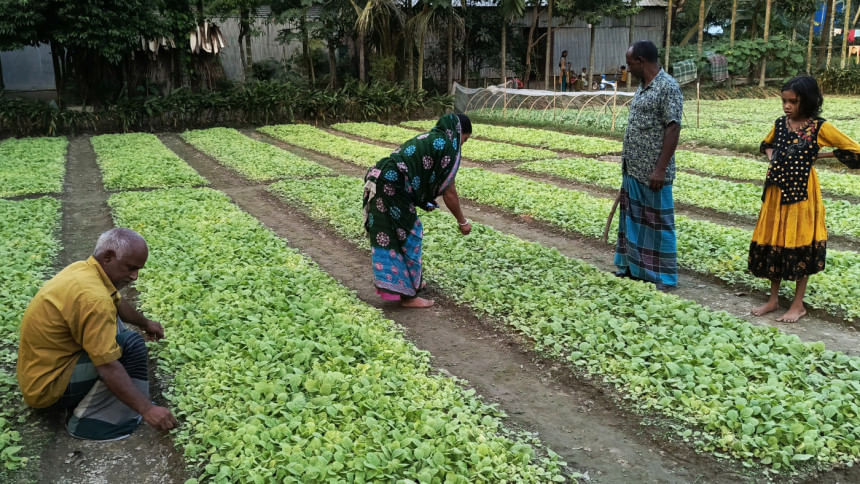 রংপুরে বাড়তি উৎসাহে চলছে ক্ষতিকর তামাক চাষের প্রস্তুতি