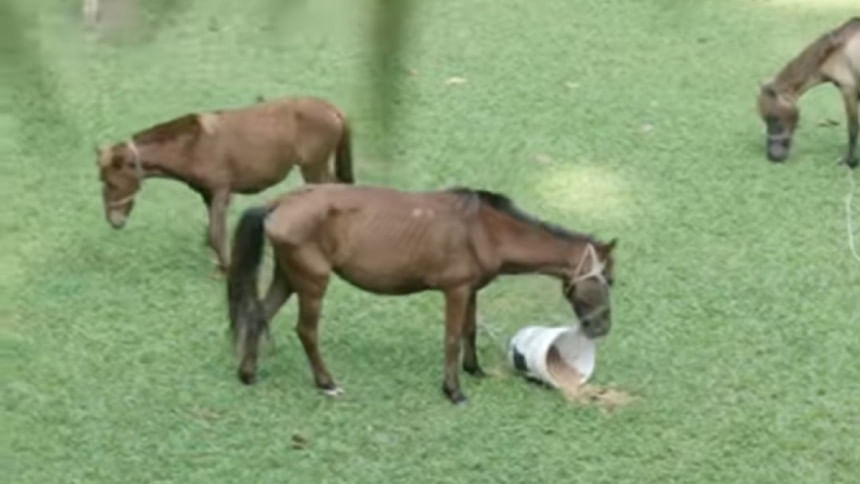 গাজীপুরে উদ্ধার ৩৭ ঘোড়ার মধ্যে ২টির মৃত্যু, বাকিগুলোর চিকিৎসা চলছে চট্টগ্রামে