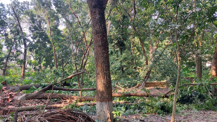 কুষ্টিয়ায় গাছ কাটা নিয়ে মুখোমুখি সওজ ও গণপূর্ত