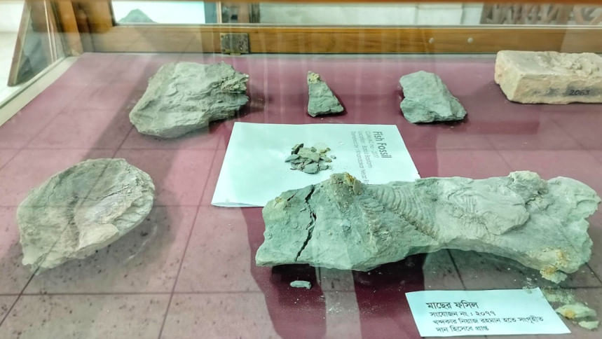 ২০ হাজার বছরের পুরোনো মাছের জীবাশ্ম চবির জাদুঘরে