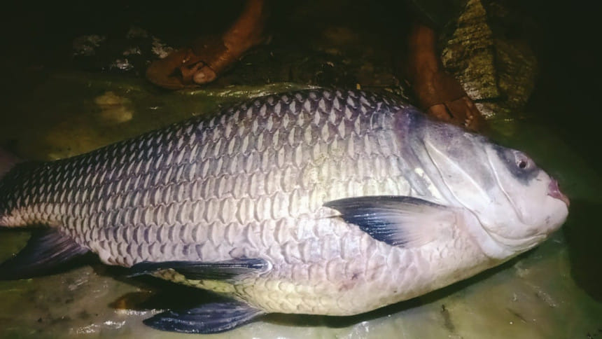 কর্ণফুলীতে কেচকি জালে ২৩ কেজি কাতল মাছ