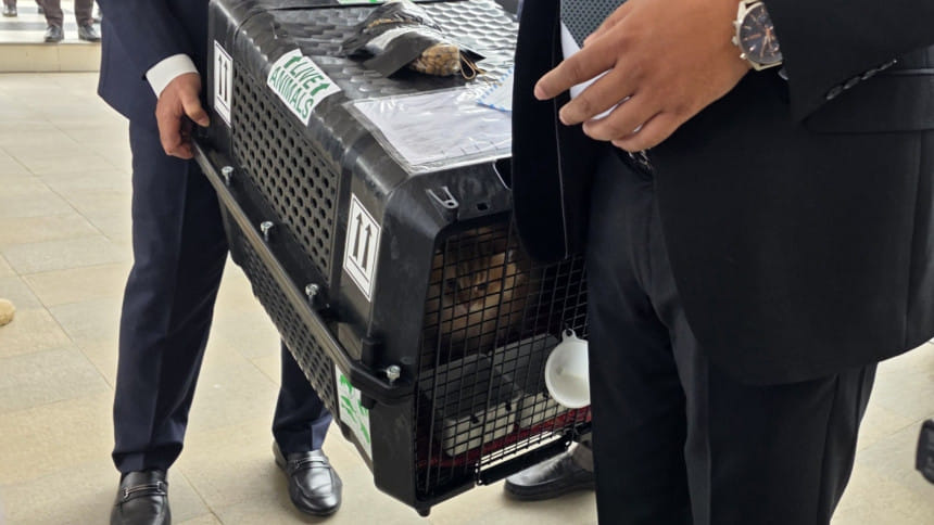 তারেক রহমানের সঙ্গে দেশে ফিরল ‘জেবু’