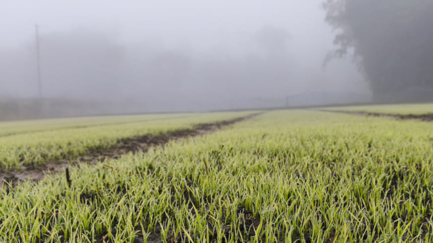 ঘন কুয়াশা ও শৈত্যপ্রবাহে সিলেট হাওরে ঝুঁকিতে বোরো ফসল